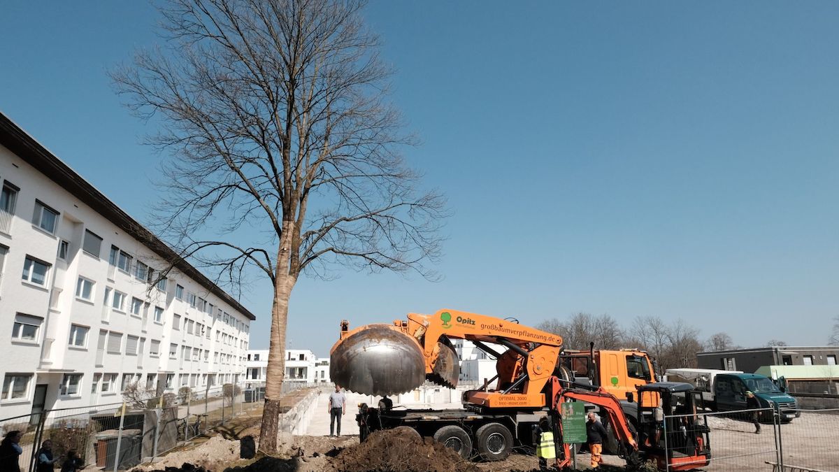 Großbaumverpflanzung in Weilheim